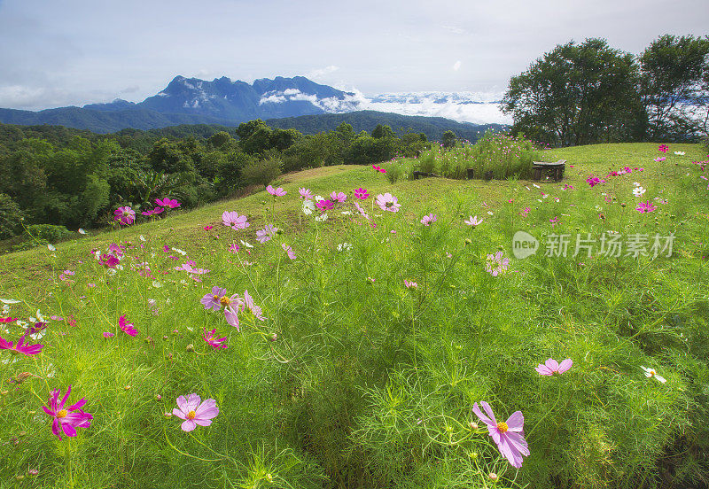 在泰国清迈省Doi Mae Taman的San Pak Kia的Doi Lung Chiang Dao日出时的美丽景色。